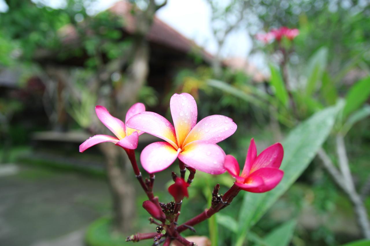 Sedana Jaya Hotel Ubud Buitenkant foto